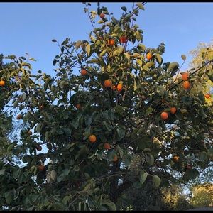 Meet your Posher, Sheila